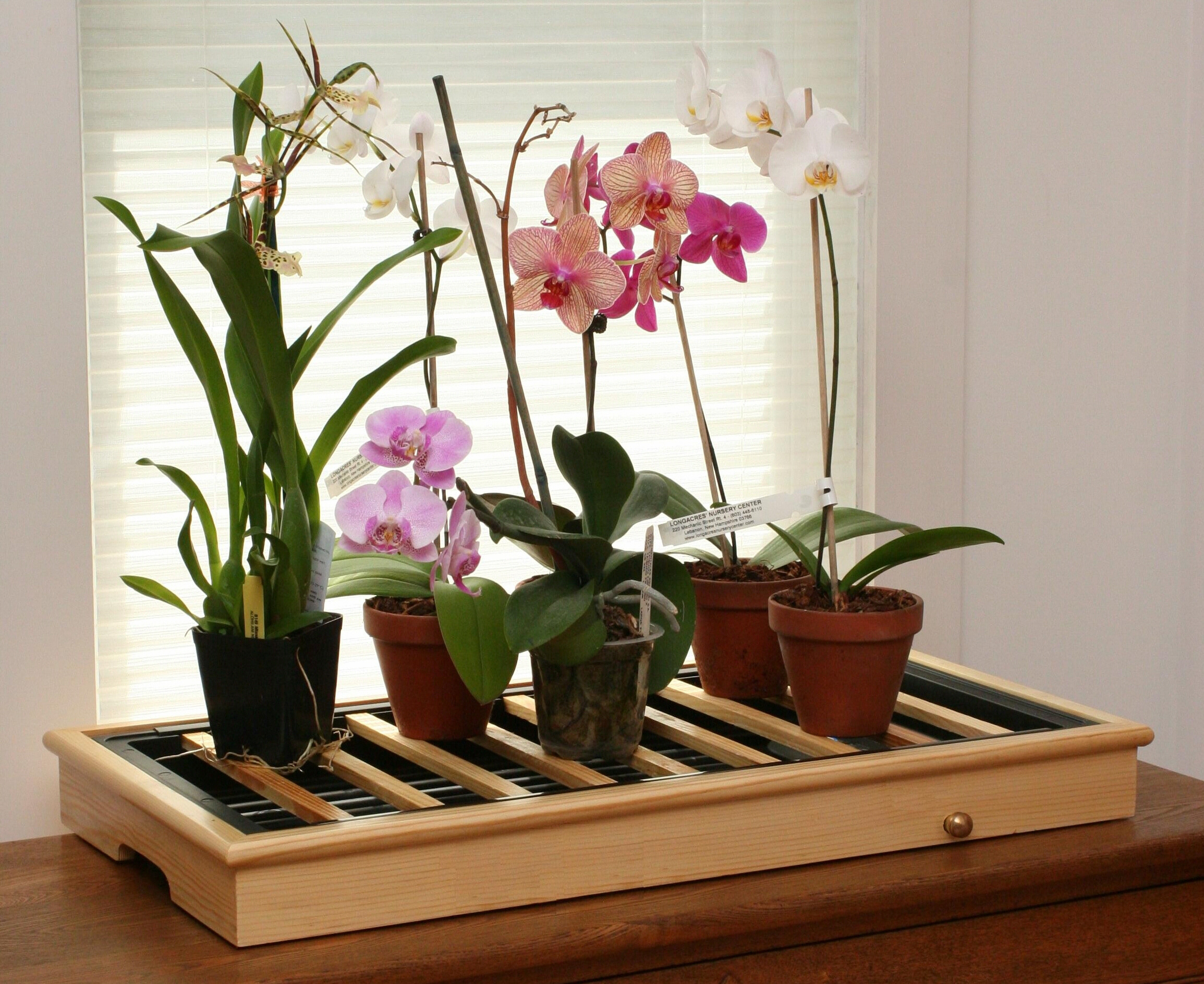 Орхидеи - особенности растений, как размножить в домашних условиях