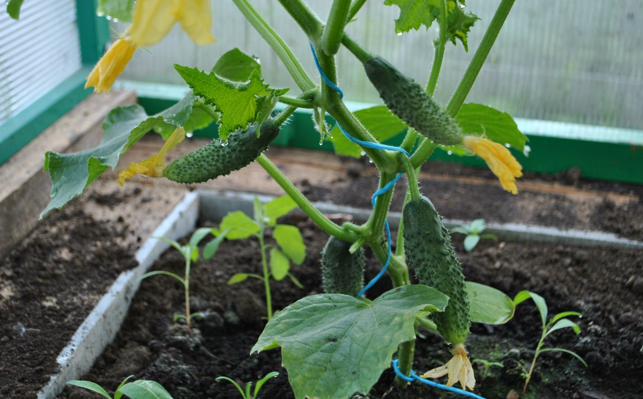 Как выращивать огурцы в теплице зимой - подготовка помещения и грунта,посадка рассады, подкормка и уход за растением