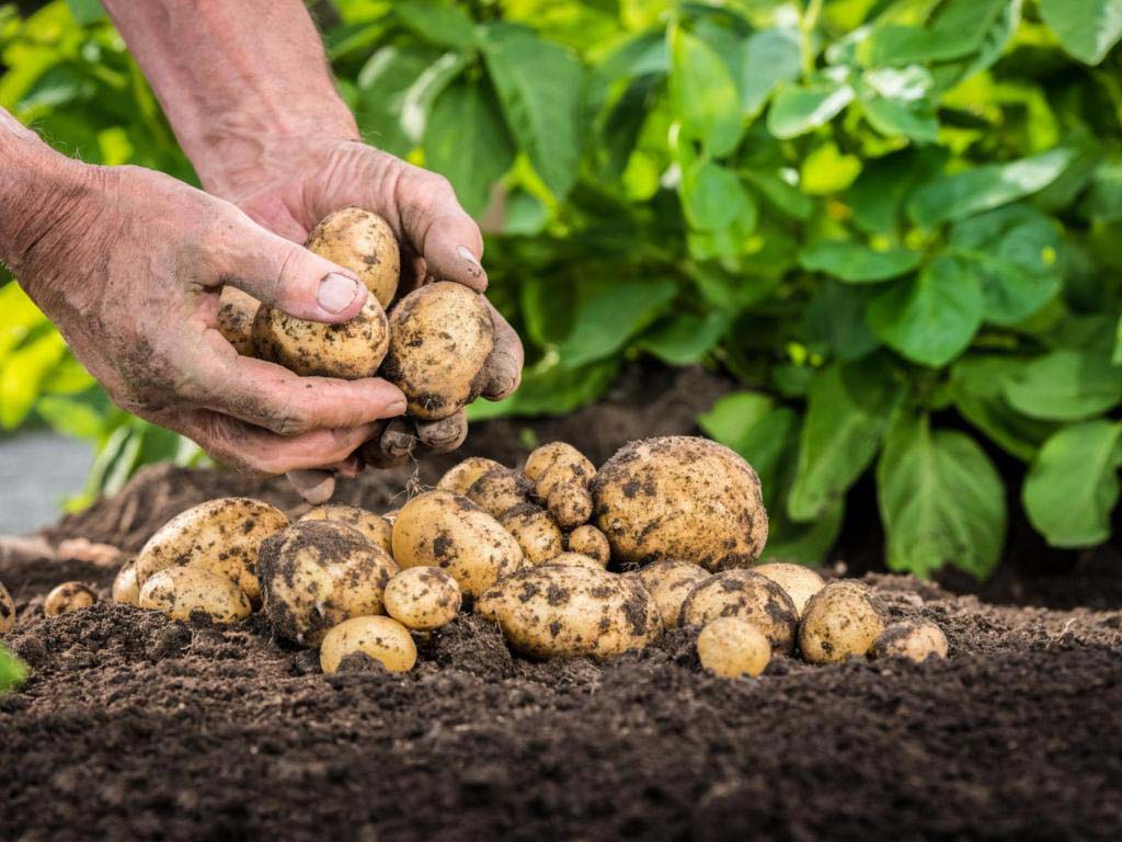 Техника для выращивания картофеля: практические рекомендации