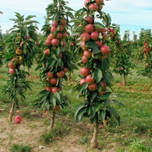 Плодоношение карликовой яблони