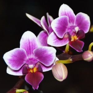 Орхидея, с обработанным субстратом