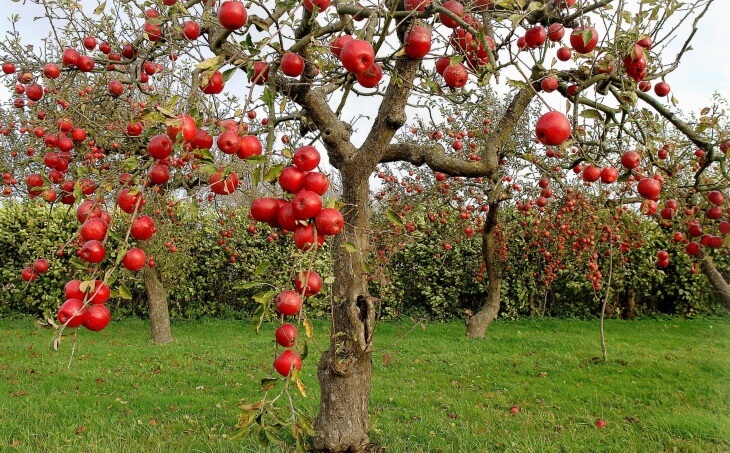 Карликовая яблоня в саду