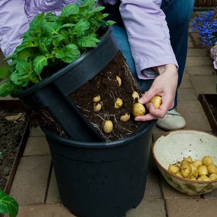 Посадка картофеля в мешках - пошаговое описание метода, правила выращиванияи ухода