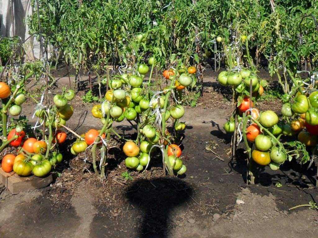 Выбираем сорта томатов устойчивых к фитофторозу и боремся с болезнью