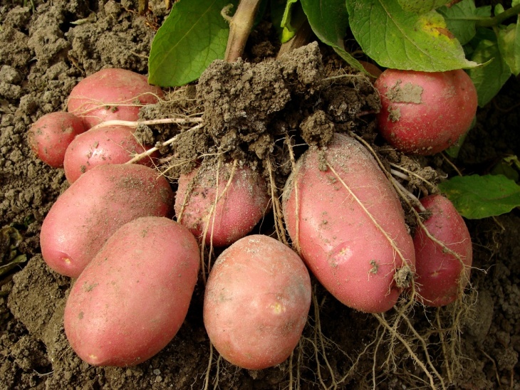 Отличный урожай картофеля