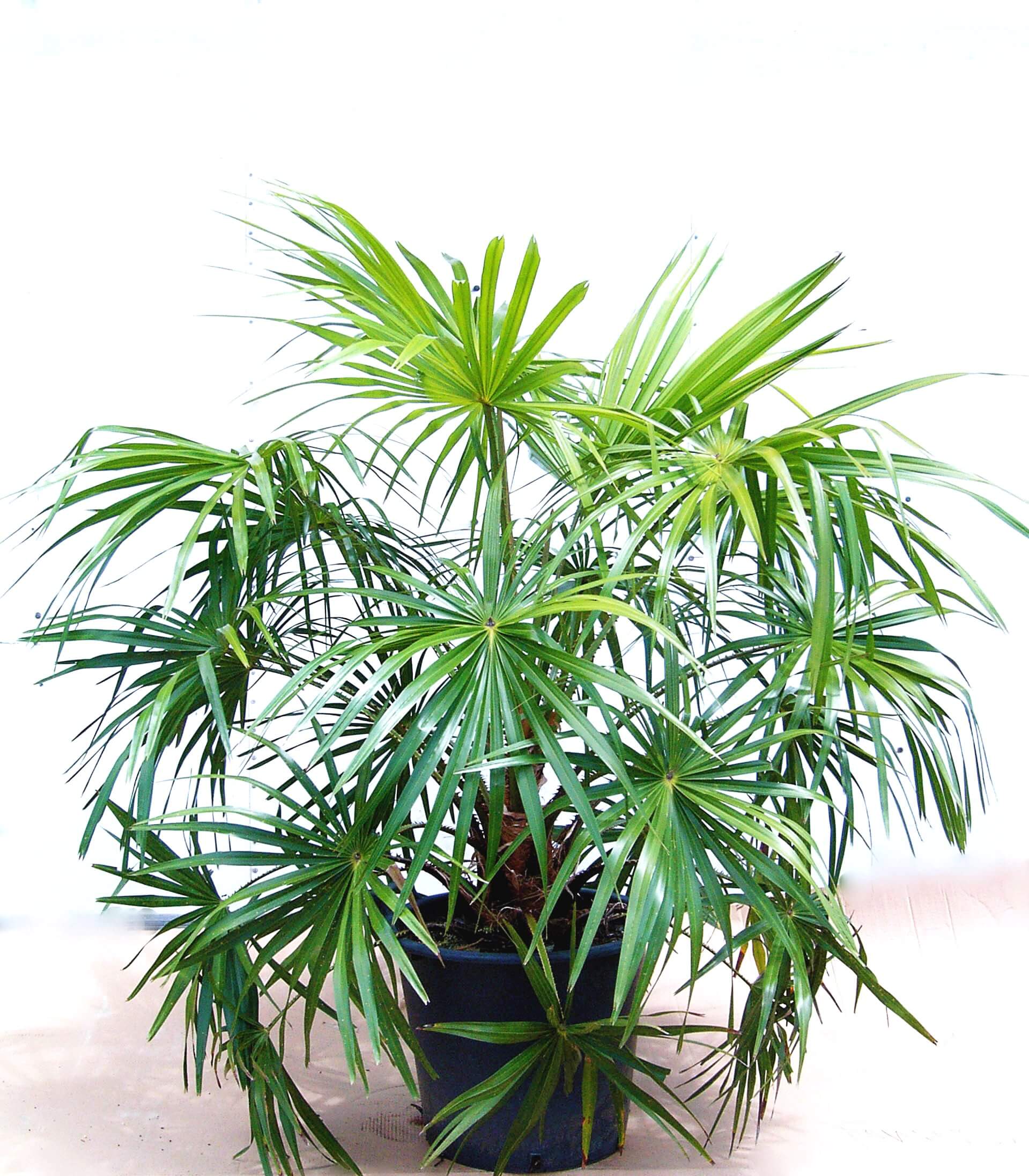 Комнатное растение название пальмы. Комнатная Пальма Ливистона. Ливистона Ротундифолия. Пальма Рапис. Драцена хамедорея.