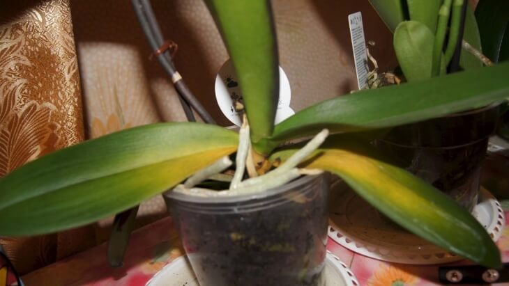 Пожелтевшие листочки орхидеи