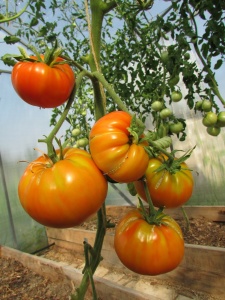 Плодоношение томатов Бычий лоб