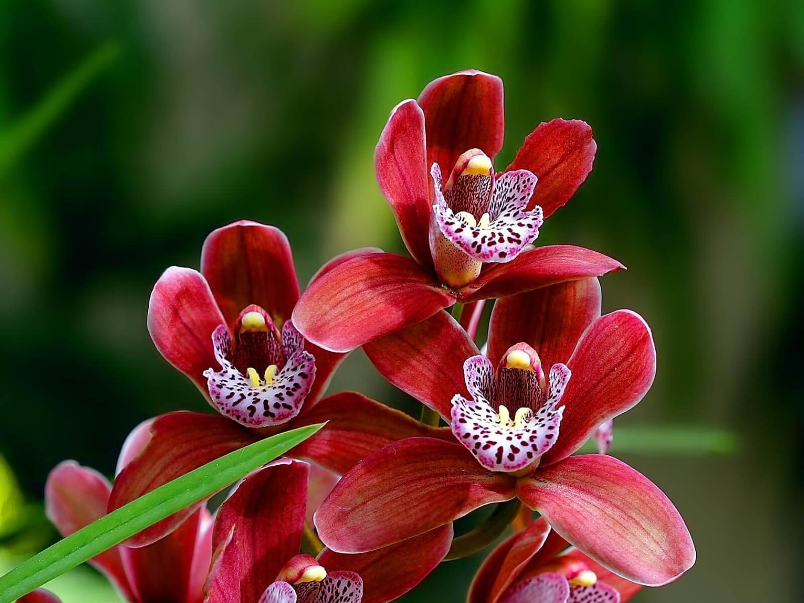 Почему у орхидеи пожелтели листья: поиск причин и устранение нарушений