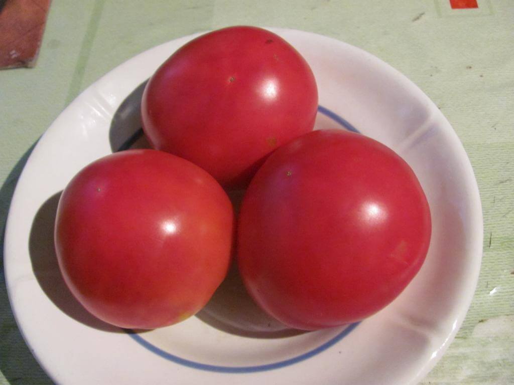 Выращивание томата Бычий лоб через рассаду, формирование и общие правила ухода