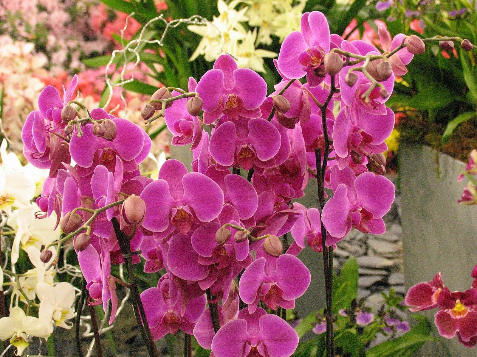 Орхидеи рода Мильтония: правила ухода в домашних условиях для долгого цветения
