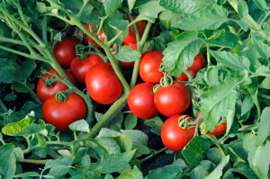 Богатые урожай томатов на одном кусте