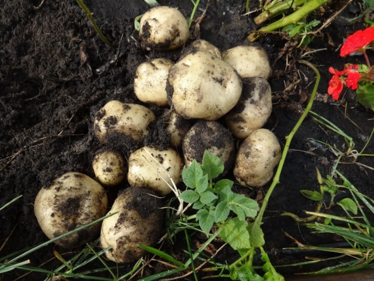 Урожай картофеля после удобрения