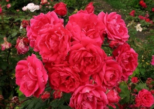 Обильное цветение розы
