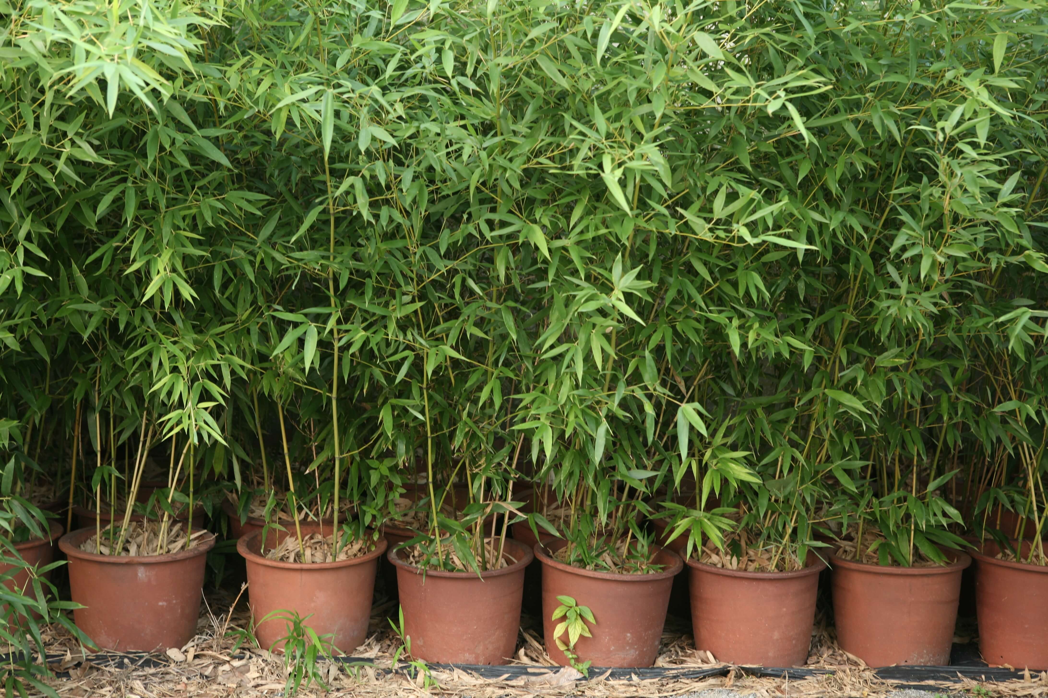 Все про бамбук: сорта, скорость роста и уход за ним