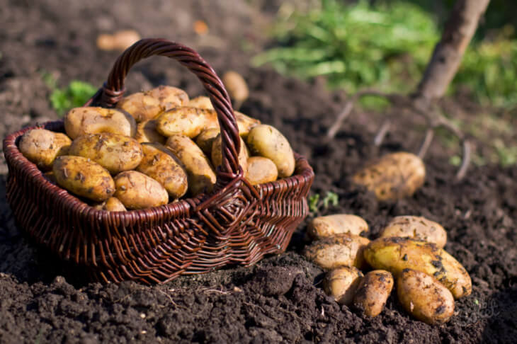 Сбор урожая картофеля в саду