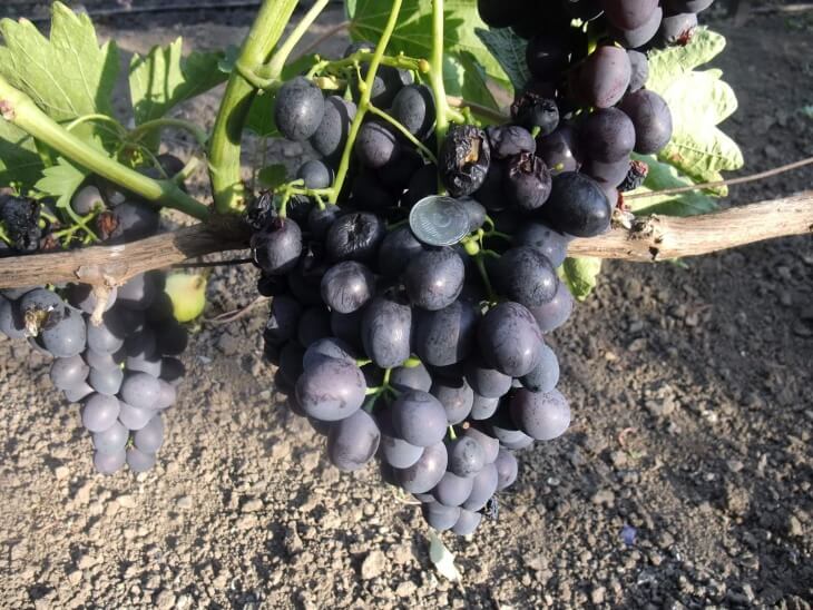 Виноград после удобрения