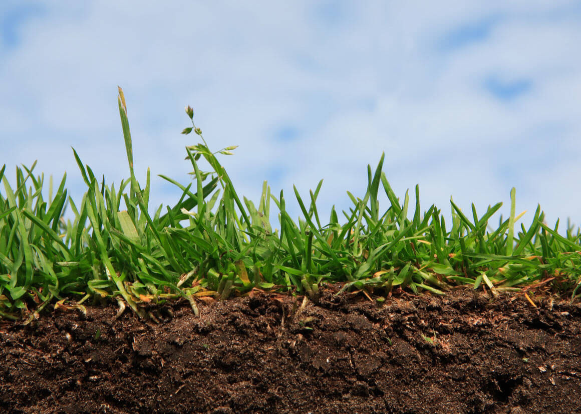 Повышение плодородия почвы методом беспахотного земледелия