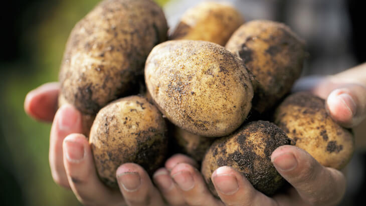 Урожай картофеля, собранный своими руками