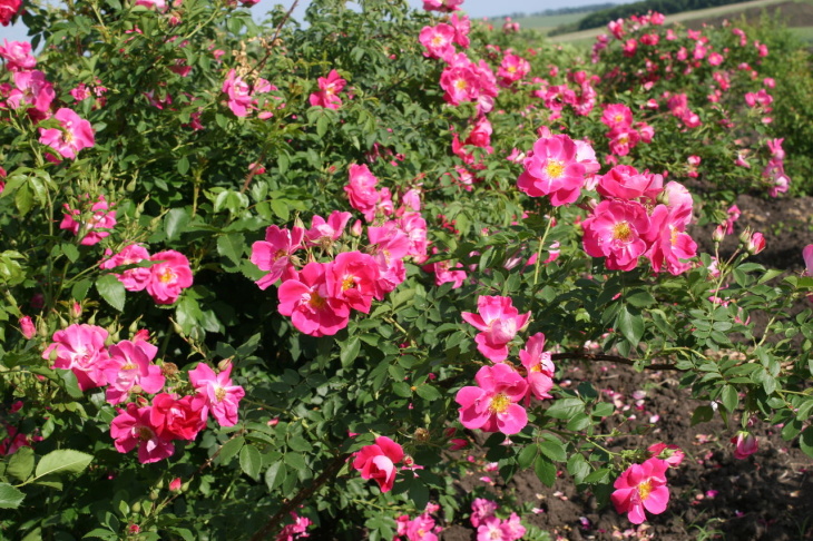 Канадские розы - разнообразие сортов и видов, преимущества, уход ивыращивание