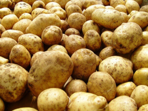 Здоровый урожай картофеля
