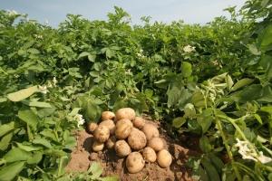 Сбор картофеля в августе