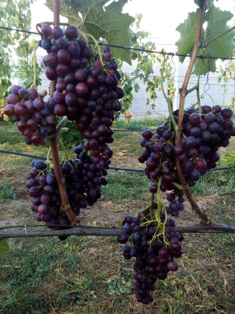 Достоинства и недостатки, а так же как вырастить виноград сорта Мускат Новошахтинский
