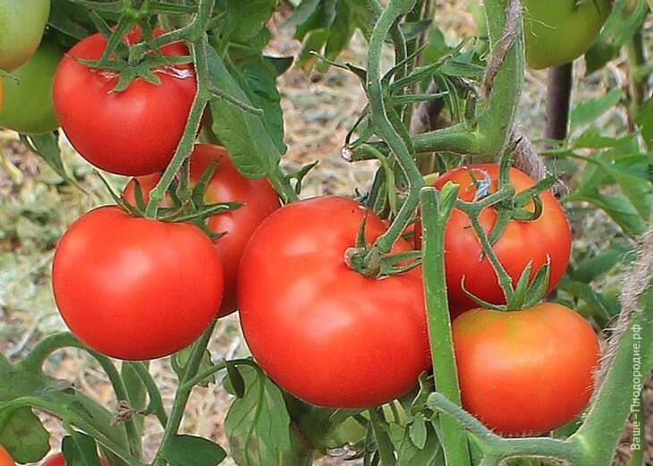 Урожай томатов в конце августа
