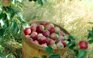 Яблоки в корзине