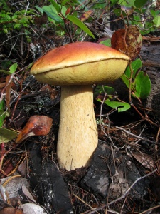 Белый гриб в дикой природе
