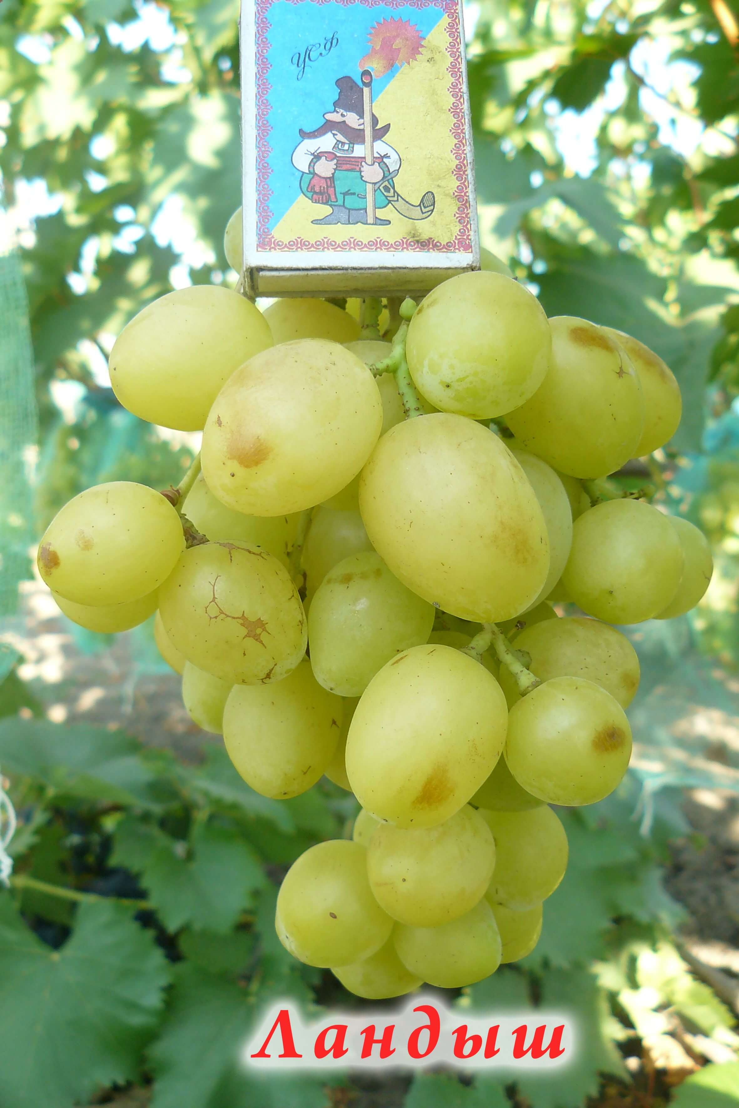 Сорт винограда «Ландыш»: описание, отличительные черты, качество урожая