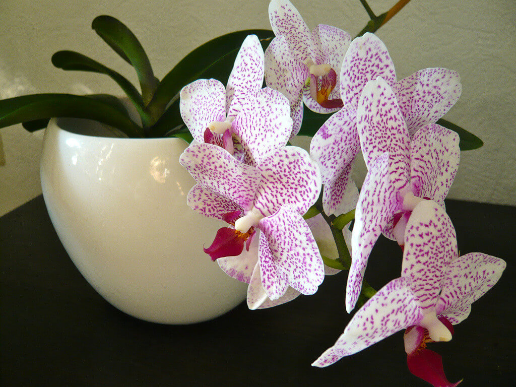 Почему у орхидеи вянут листья: поиск проблем и методы коррекции