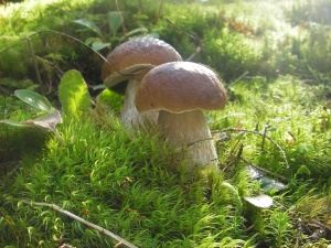 Молодые белые грибочки