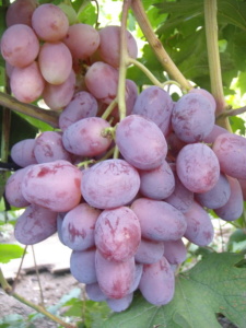 Созревший виноград