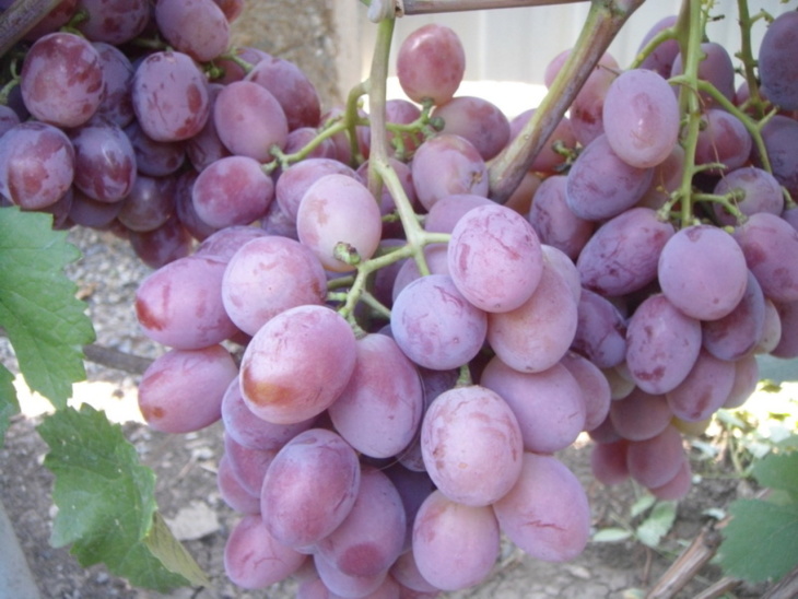 Урожай винограда Граф Монте Кристо