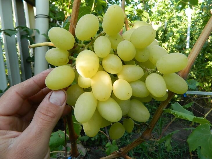 Плоды винограда Ландыш
