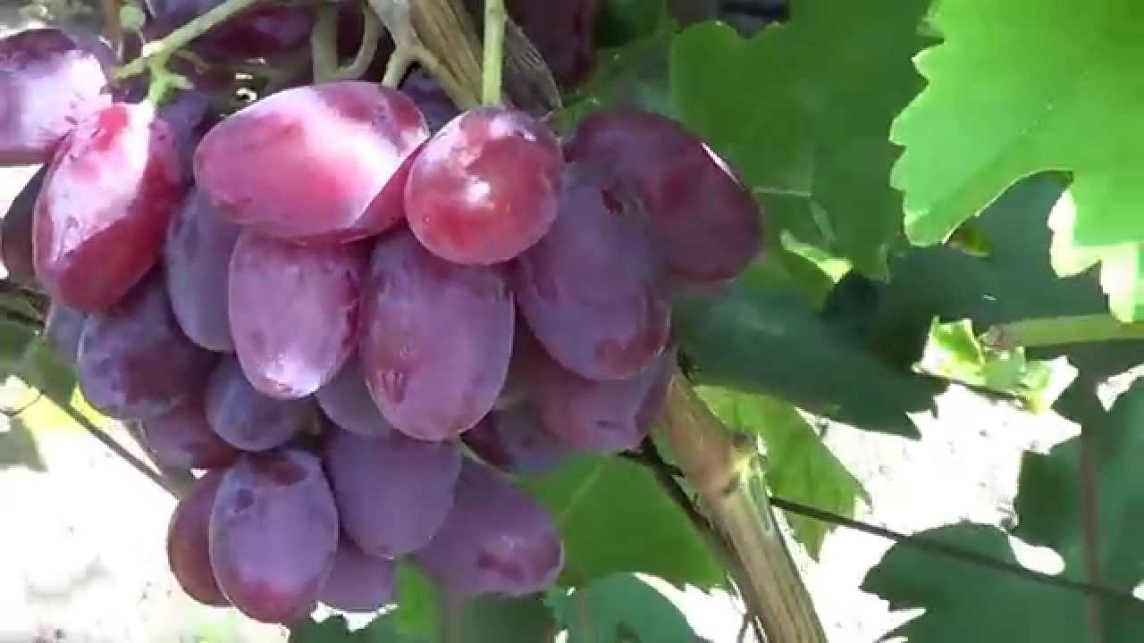 Как вырастить виноград «Граф Монте Кристо» и обеспечить правильный уход