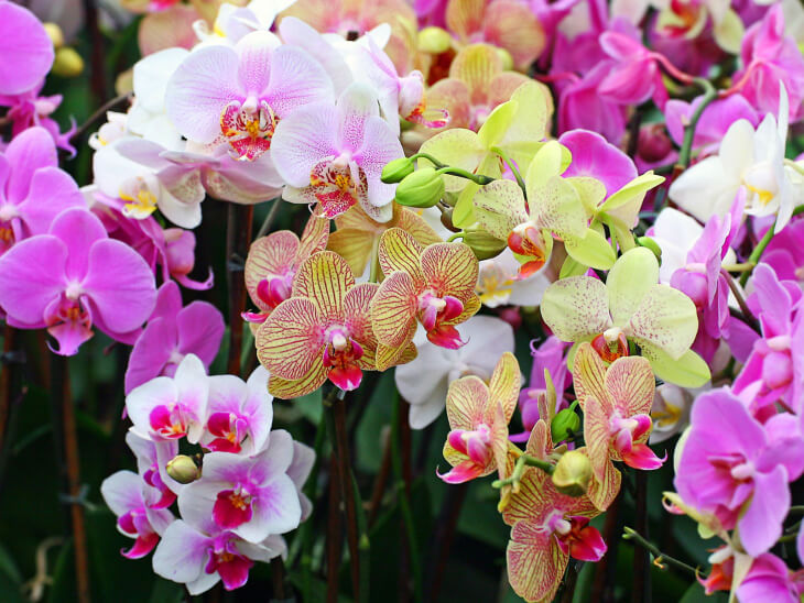 Яркое цветение орхидеи