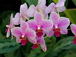 Орхидея без вредителей