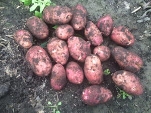 Собранный урожай картофеля