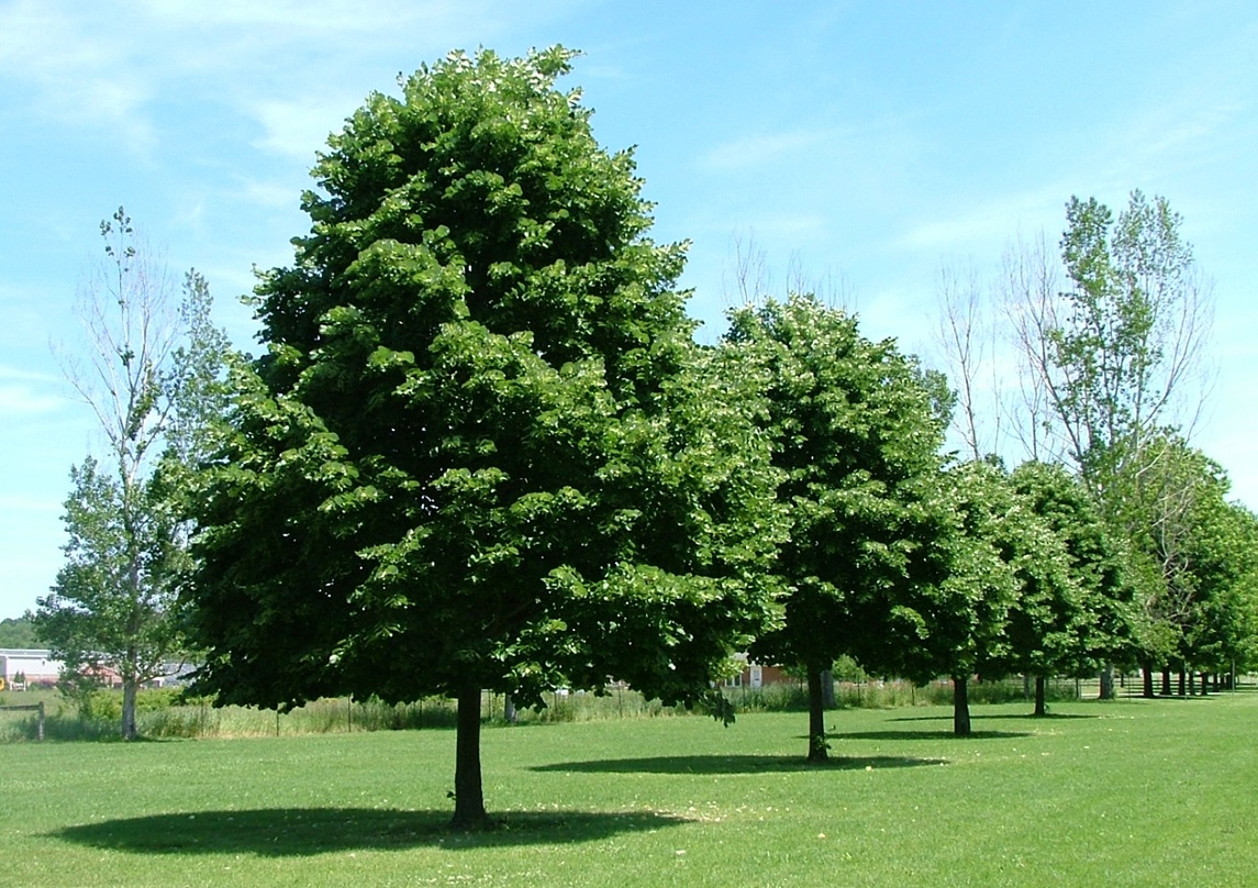 Сколько может прожить дерево и как определить его возраст