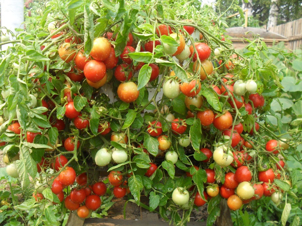 Происхождение помидора - родина и применение в древности, исторические факты