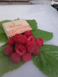 Лат. Rubus