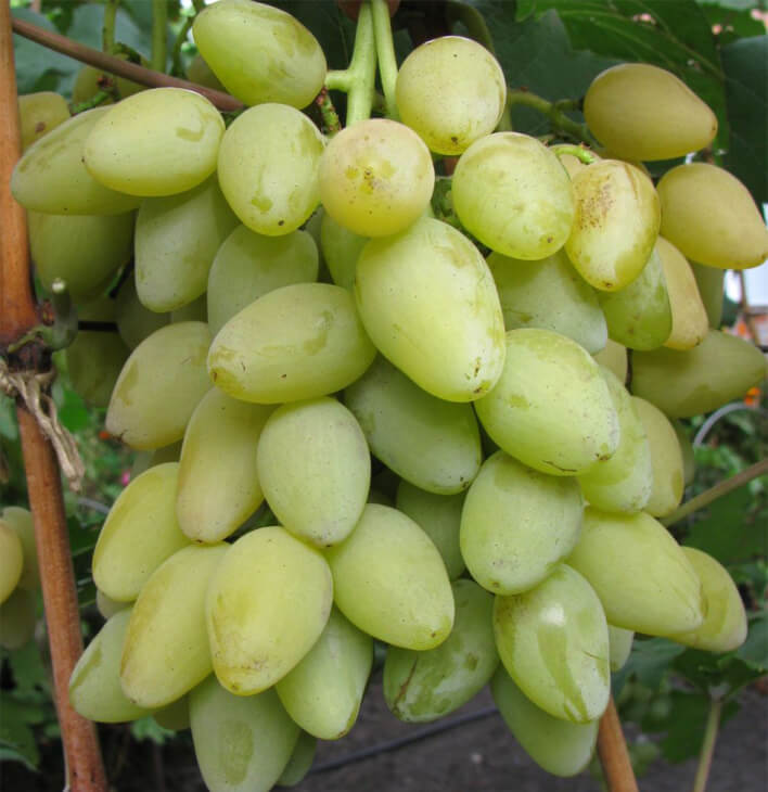 Плодоношение винограда мускат летний