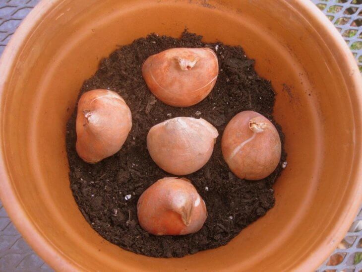Выращивание тюльпанов в горшке