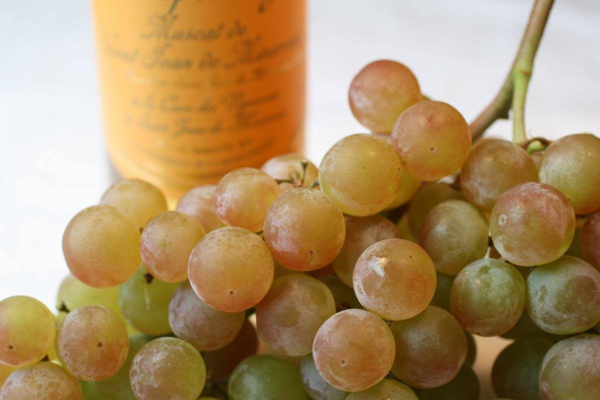 Виноград мускат летний: основные характеристики