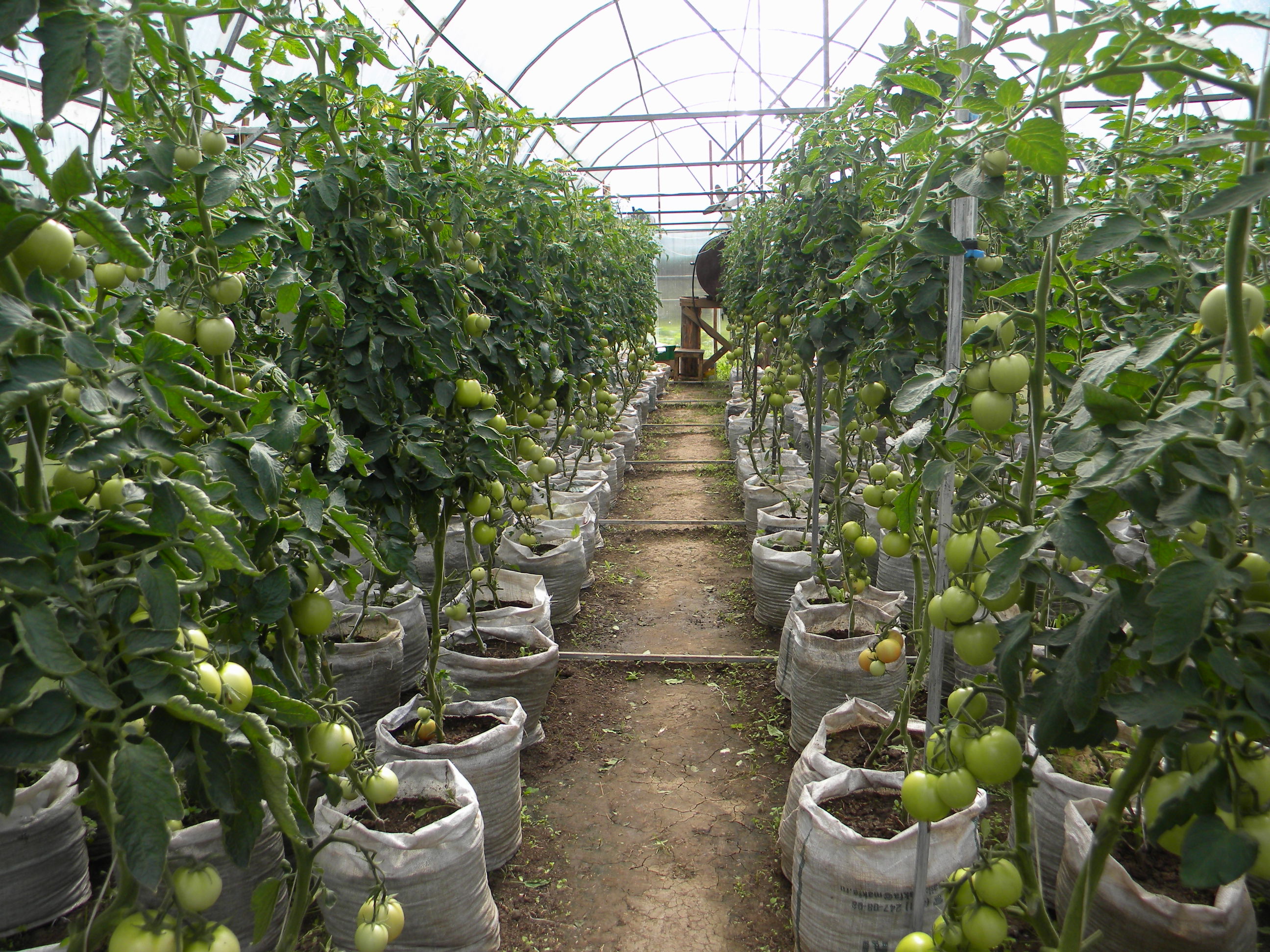Выращивание в теплице круглый год: советы, нюансы и методы