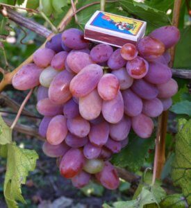 Размер винограда Сенсация