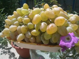 Урожай винограда на дачном участке