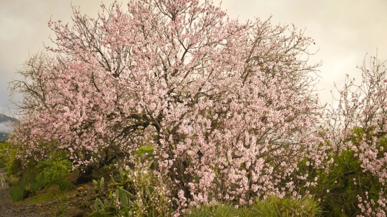 Как цветет миндаль весной фото